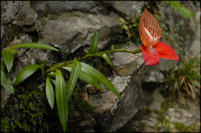Disa uniflora, Orchidaceae