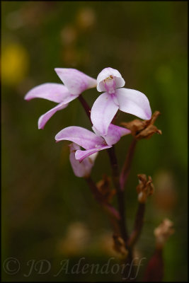 Disa tripetala, Orchidaceae