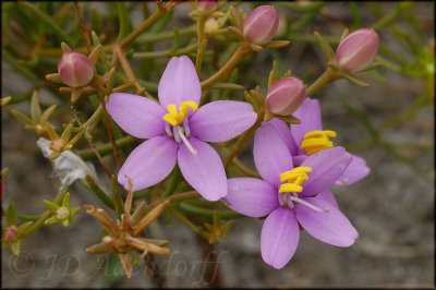 Chironia linoides, Gentianaceae