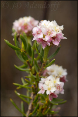 Lachnaea densiflora, Thymelaeaceae