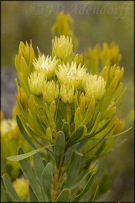 Aulax umbellata (Female), Proteaceae