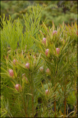 Leucadendron sp., Proteaceae