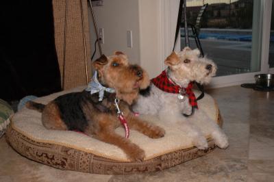 Our Furkids