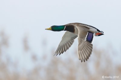 Mallard