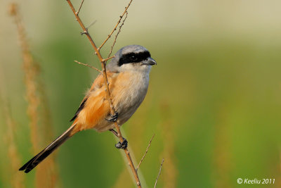 Long-tailed Shrike