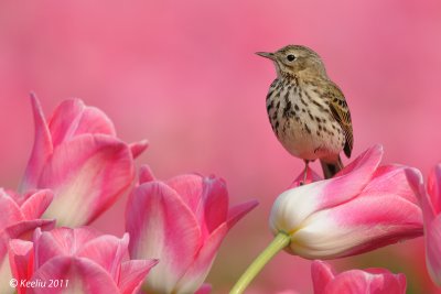 Meadow Pipit