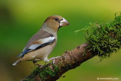 Hawfinch