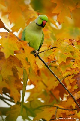 Ring-necked Parakeet