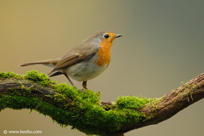 European Robin