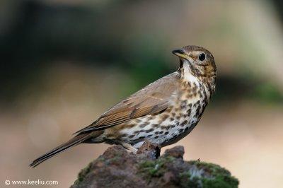 Song Thrush