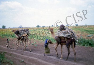 Road South of Mogadishu, 1984
