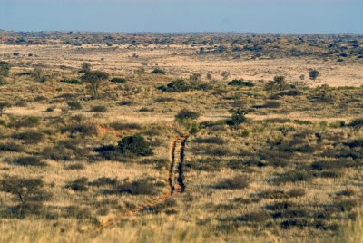 Sand road through the Central Kalahari, Botswana