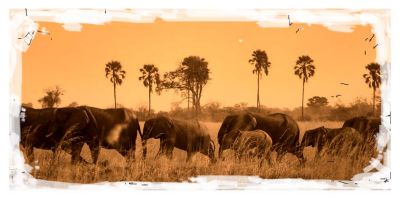 Elephants crossing Selinda splillway, Northern Botswana