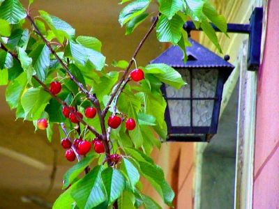 Lamp and cherry tree in the old country house