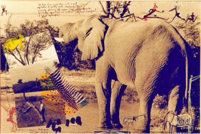 Quote from Beard No.4 - Elephant in Savuti