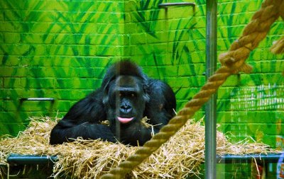 Lonely gorilla at the London zoo