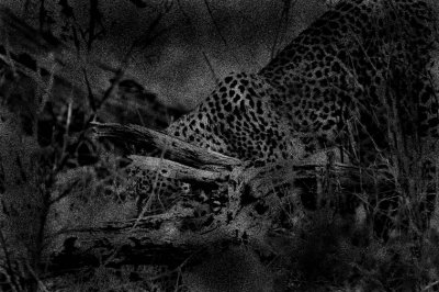 Leopard in Selinda