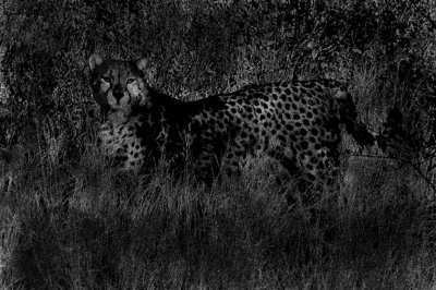 Kalahari cheeta