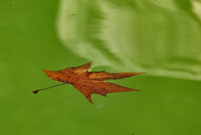 Autumn at the pond