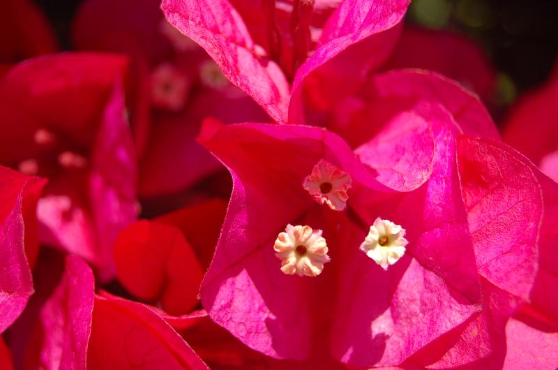 Bouganvilla.jpg