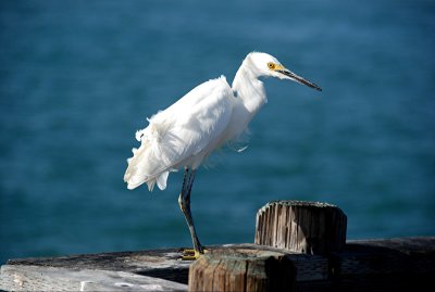 Bird on pier 2