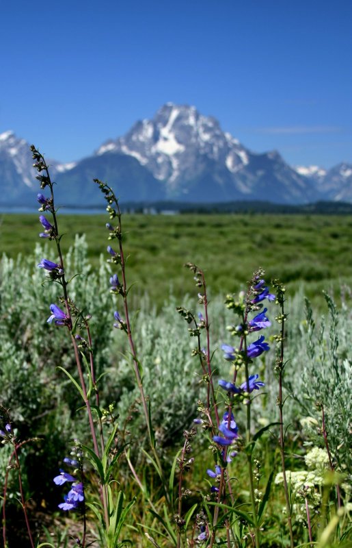 Tetons with wildflowers