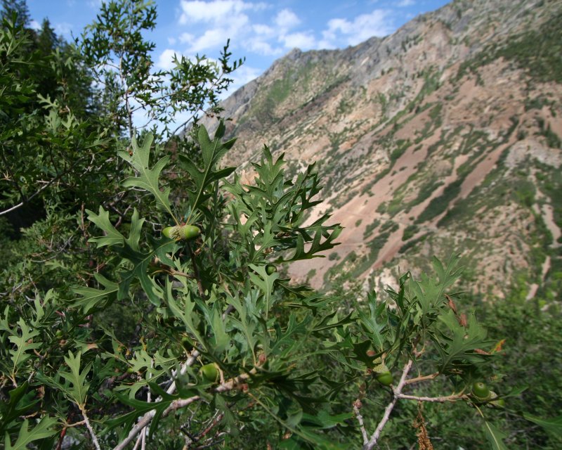 Oak scrub on Mt. Timpanogos