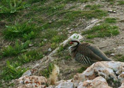 zebra quail (at least that's what it should be called)