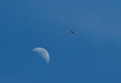 eagle moon1.jpg