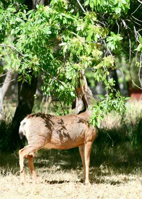 deer eating trees