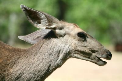 mule deer chewing
