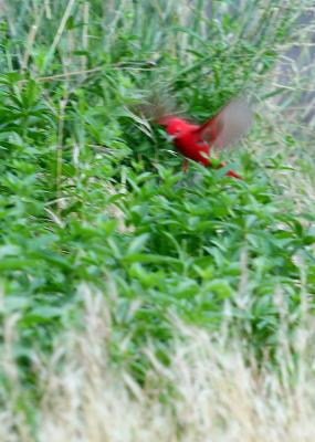 red bird, green grass