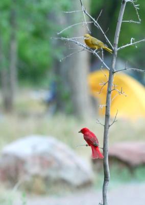 red & yellow birds