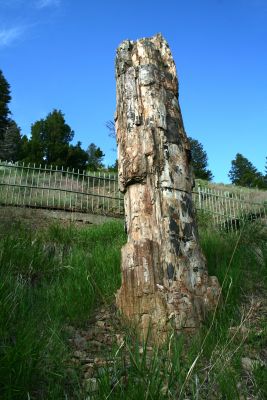 Petrified Tree Still Standing