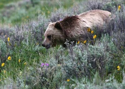 Wildlife in Yellowstone and Grand Teton National Park