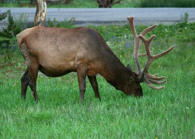 Elk with a huge velvet rack