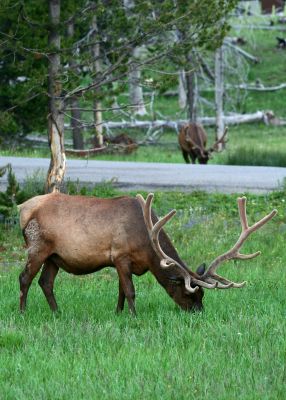 One Elk, Two Elk