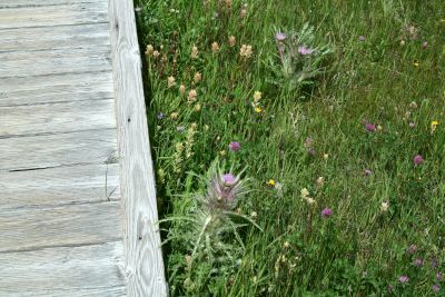 Boardwalk and thistle