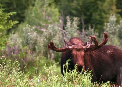 Lopsided Moose