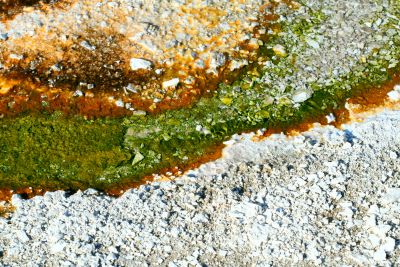 Algae and Bacteria Abstract