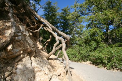 Tree crawling down the mountain