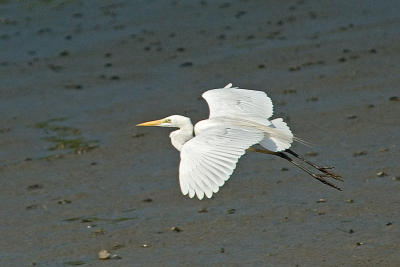 Bird in flight