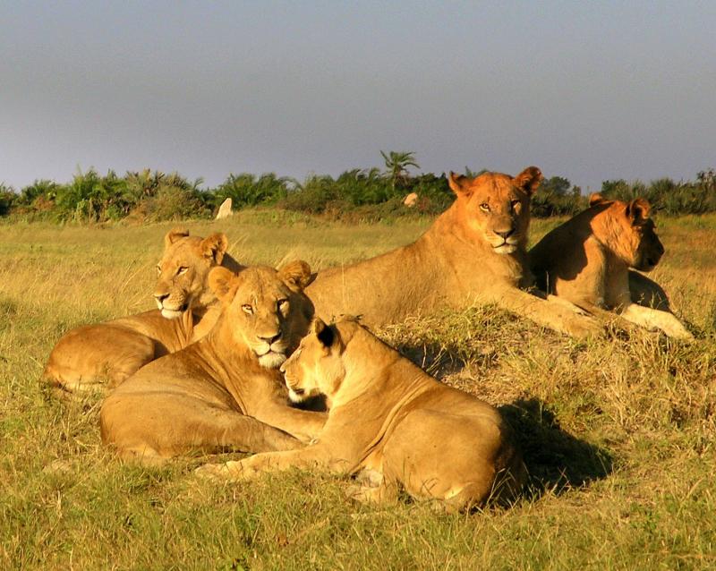 Just Lion Around...