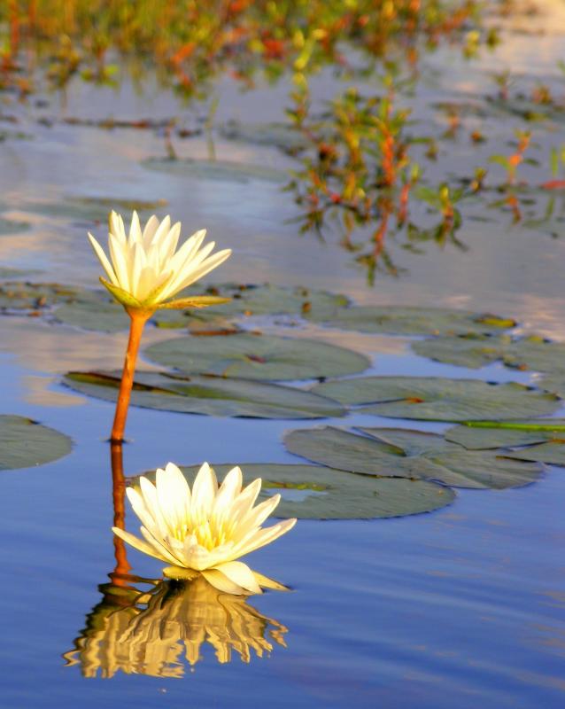 Lovely Lillies