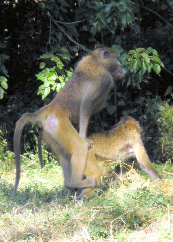 Baboon Style