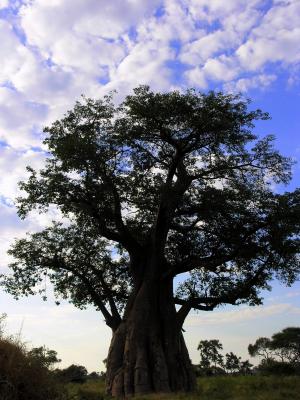 Zimbare Baobob