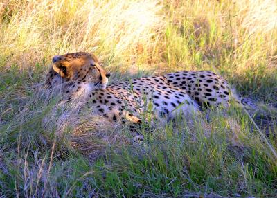 Cat Nap - Africa-Style