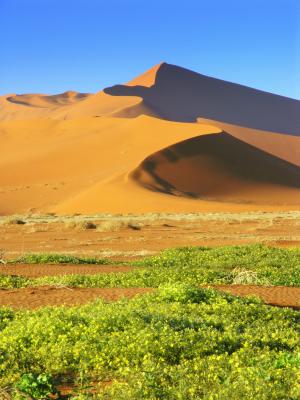Rare Colors in the Namib Desert