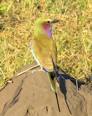 Lilac-Breasted Roller