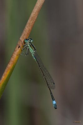 Demosfly_2 Apr 22 2011